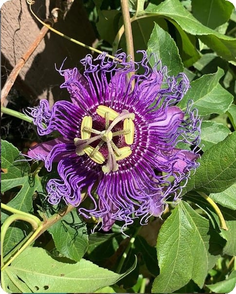 sidewalk oracle passion flower